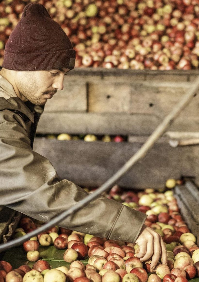 Cyprien Lireux in a burgundy beanie sorting freshly harvested apples in crates at the domaine