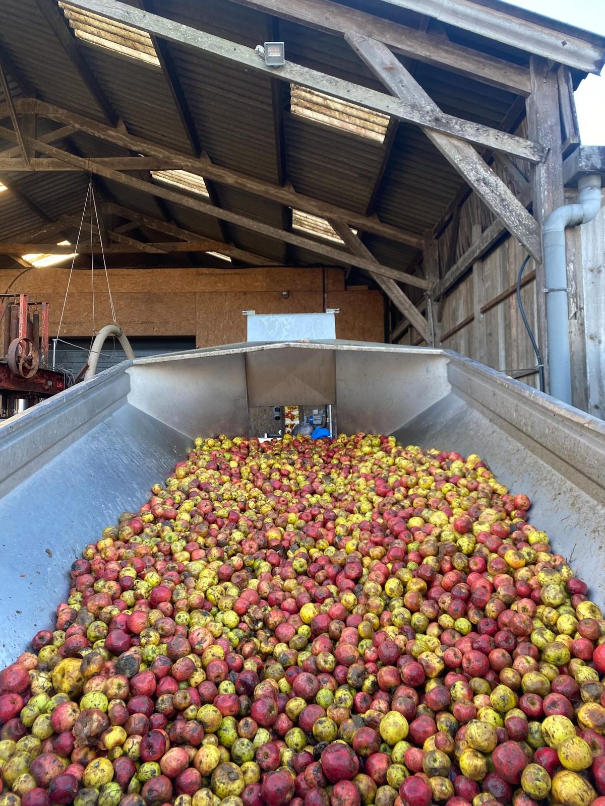 Apples filling a stainless steel hopper inside a cider-press barn