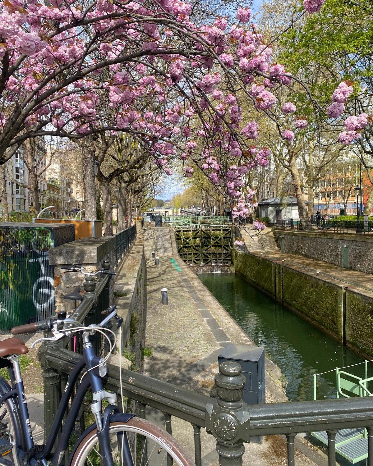 Cherry blossom branches arching over a quiet stretch of the Canal Saint-Martin in Paris, with a bicycle propped against the green iron railing