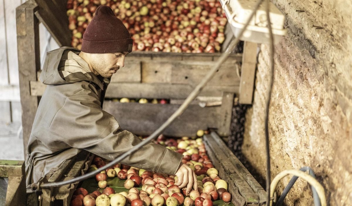 Cyprien Lireux in a woolly hat working over a hopper of apples at the press